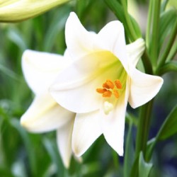 Lily Absolute Oil 5%