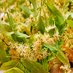 Linden Blossom Floral Water