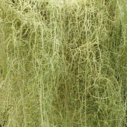USNEA HERB OR TREE MOSS OR OLD MAN'S BEARD