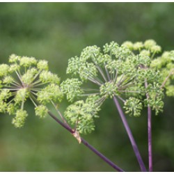 H2O  Angelica Root Essential Oil (India)