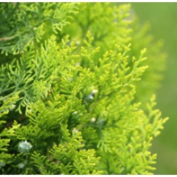 Cedar Leaf Floral Water