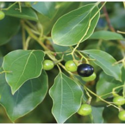 Ho Wood Essential Oil