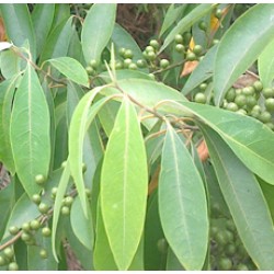 H2O Litsea Cubeba Essential Oil