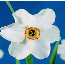 Narcissus Absolute Oil