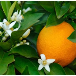 Orange Flower Absolute 5%