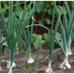 Onion Essential Oil 5percent