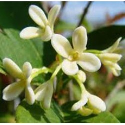 Osmanthus Floral Water