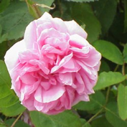 Linan Spray Rose Otto Linan Spray Rose Otto