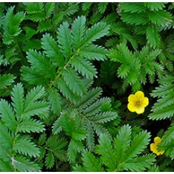 SILVERWEED HERB