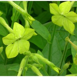 Tabacco Absolute Oil