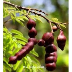 Shikakai Powder Hair Wash