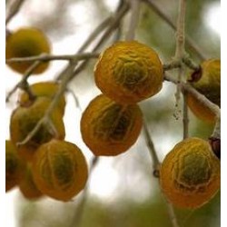 Reetha Powder Hair wash