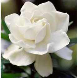 Gardenia Floral Water