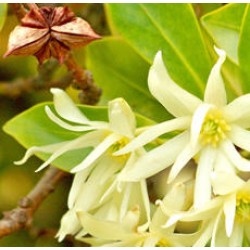H2O Anise Star Essential Oil 