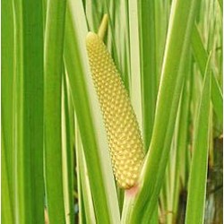 H2O Calamus Root Essential Oil