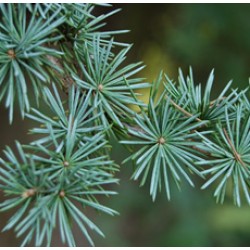 H2O Cedar Wood  Essential Oil