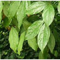 H2O Copaiba Balsam Essential Oil