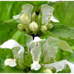WHITE NETTLE LEAVES