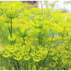 H2O Fennel Essential Oil (Austria)