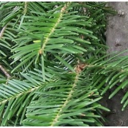 H2O Fir Balsam Essential Oil (Canada)