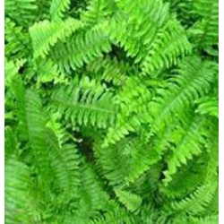 Fougere Fragrance Base