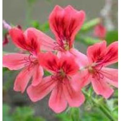 Peppermint Geranium Essential Oil (South Africa)