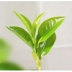 H2O Green Tea Essential Oil (France)