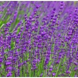 Linen Spray Lavender Linen Spray Lavender