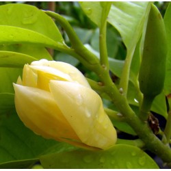 Champaca Red Absolute Oil 5%