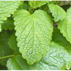 Melissa Leaf Essential Oil 5%