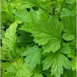 H2O Mugwort Essential Oil (Morocco)