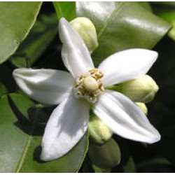 Linan Spray Neroli Linan Spray Neroli