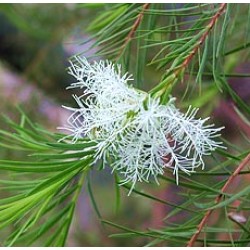 Tea tree Essential Oil