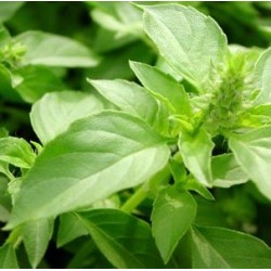 Tulsi Powder Hair Wash