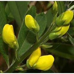 WILD INDIGO ROOT