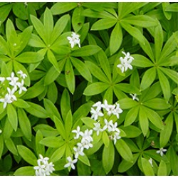 WOODRUFF HERB