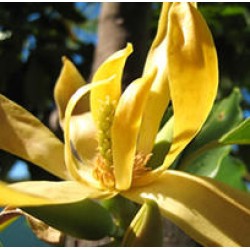 Linan Spray Ylang Ylang Linan Spray Ylang Ylang