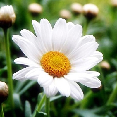 Chamomile Essential Oil Wild