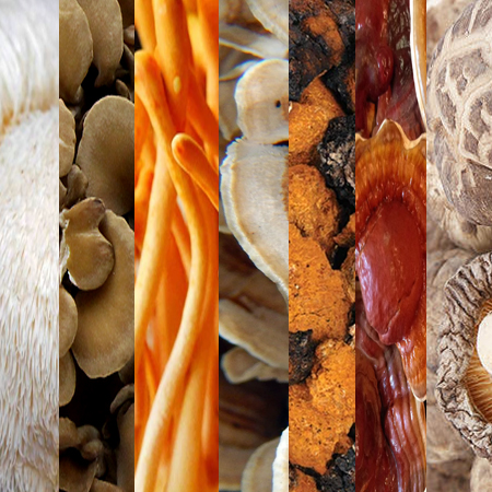 7-Mushrooms Cosmetic Extract