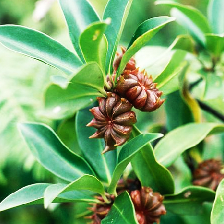 Anise Star Essential Oil