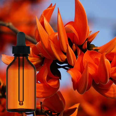 Butea Monosperma Tincture