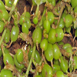 Cardamom Essential Oil ORGANIC