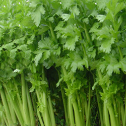 Celery Seed Essential Oil (Hungary)