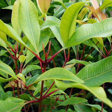 Clove Leaf Oil (Madagascar)