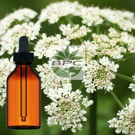 Dong Quai Root Tincture