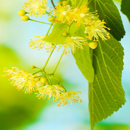 Linden Blossom Absolute Oil 5%