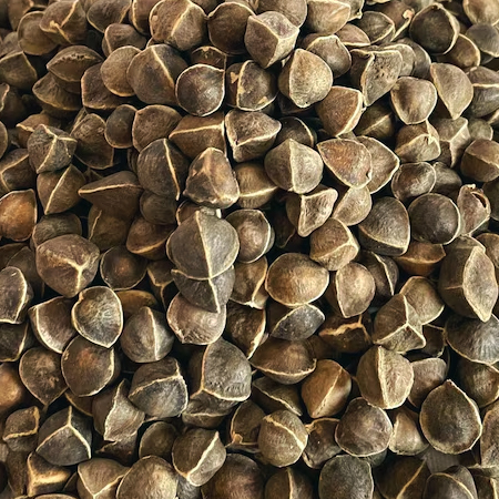 MORINGA SEED WHOLE 