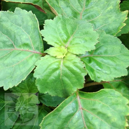 Patchouli Essential Oil LIGHT