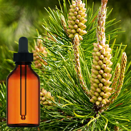 Pine Pollan Tincture