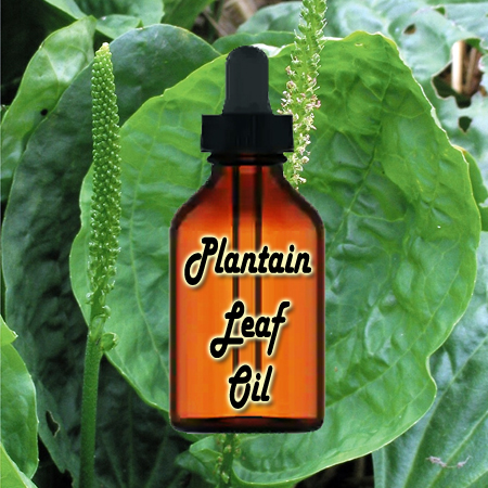 Plantain Leaf Oil